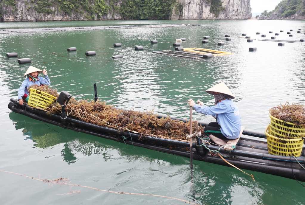 Ảnh: quangninh.gov.vn