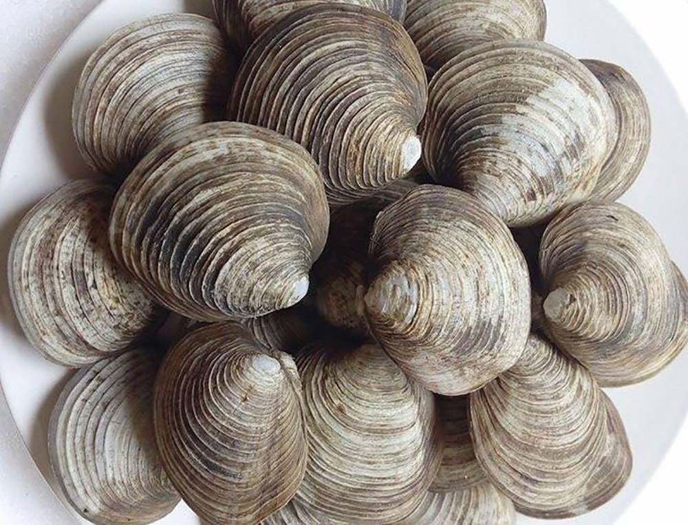Ngán ngày càng hiếm và đắt đỏ.