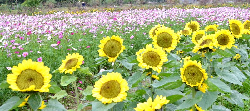 Hoa đua nhau khoe sắc. Ảnh: Báo Quảng Ninh