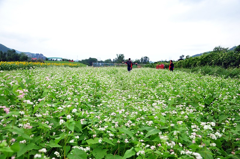 Tam giác mạch. Ảnh: Báo Quảng Ninh