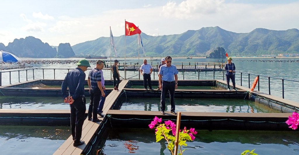 Trang trại rong sụn. Ảnh: Báo Quảng Ninh.