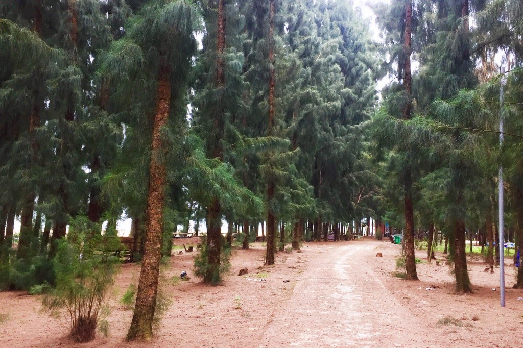 Rừng phi lao. Ảnh: Báo Quảng Ninh.