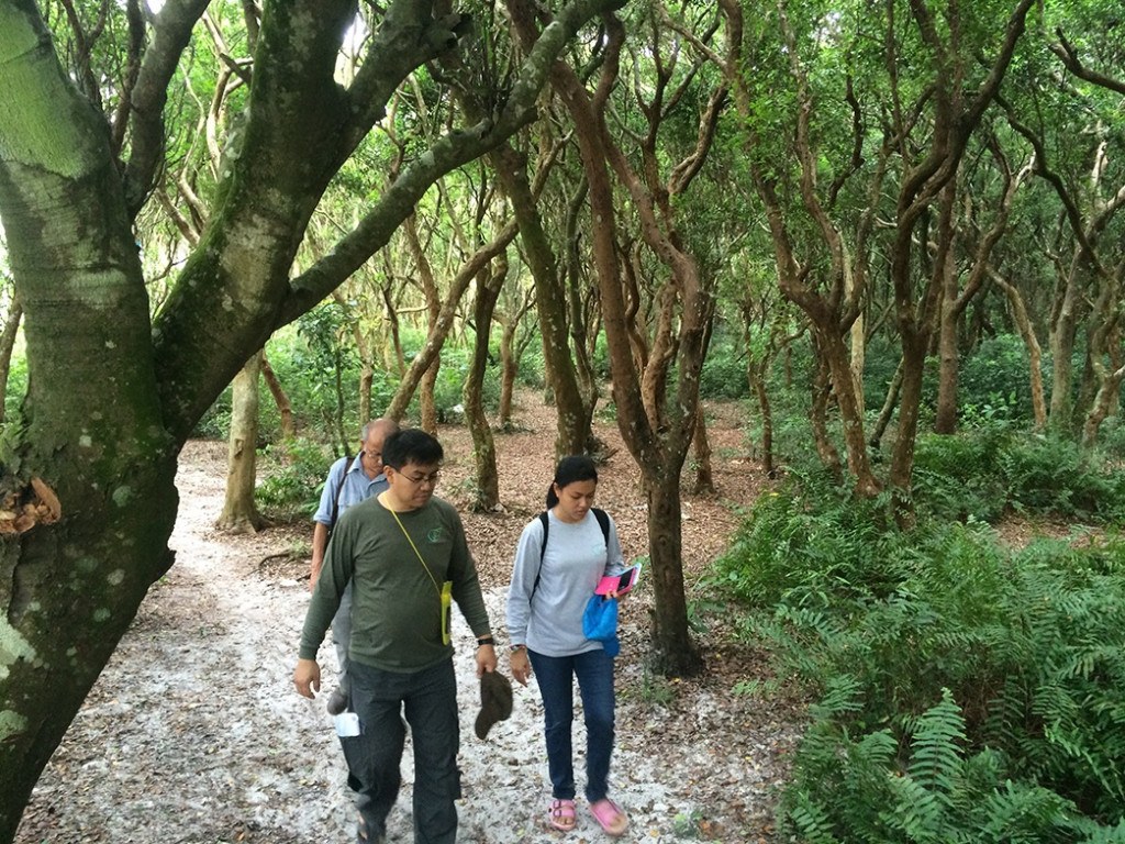 Rừng trâm cổ thụ. Ảnh N.H
