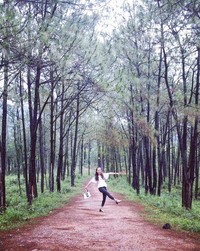 Rừng thông thẳng tắp. Ảnh: oniobaasan