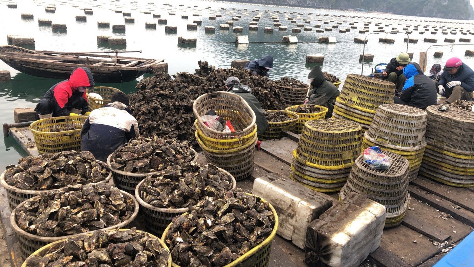 Đánh bắt hàu sửa tại Quảng Ninh. Ảnh: Diễn đàn doanh nghiệp.