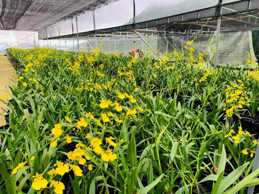 Nhiều giống hoa bản địa và nhập khẩu. Ảnh: Huyện Bình Liêu