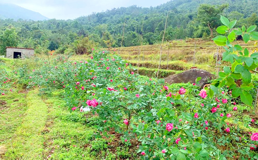 Ảnh: Báo Quảng Ninh